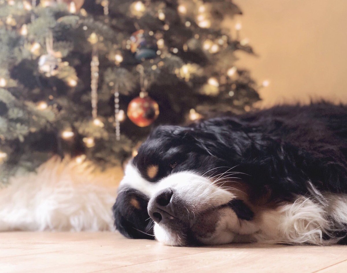 webers_world's tweet photo. Sunday afternoon snoozin’ by the Christmas tree 😴🎄 #bernesemountaindog #dogsoftwitter #dogcelebration #LazySunday #ChristmasTree #naptime #boop 

📸 https://t.co/rJup52jwWM https://t.co/iNqFO1Ftz2