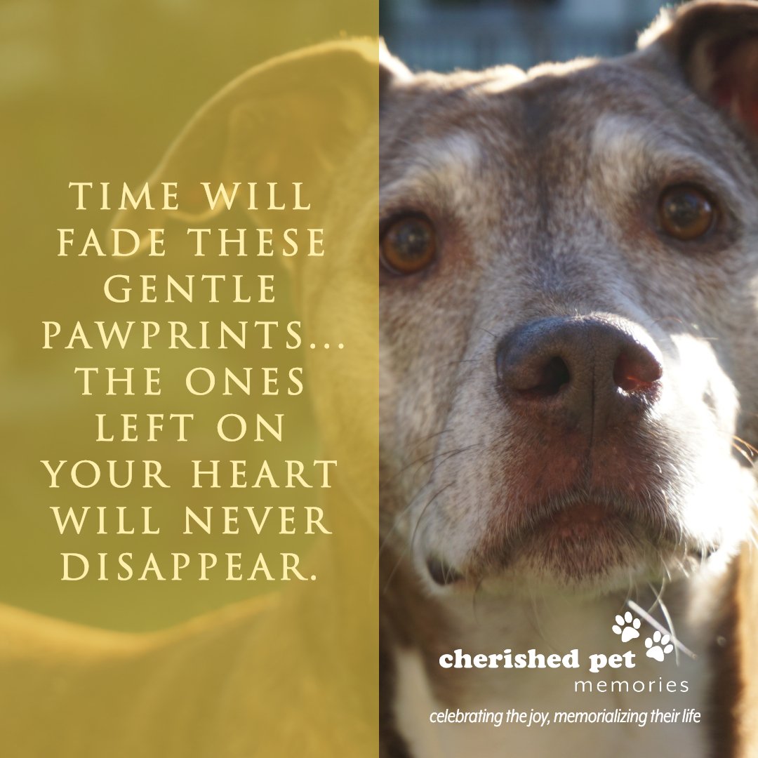 cherished pet memories (@cherished_pet) / Twitter cherished pet memories (@cherished_pet) / Twitter