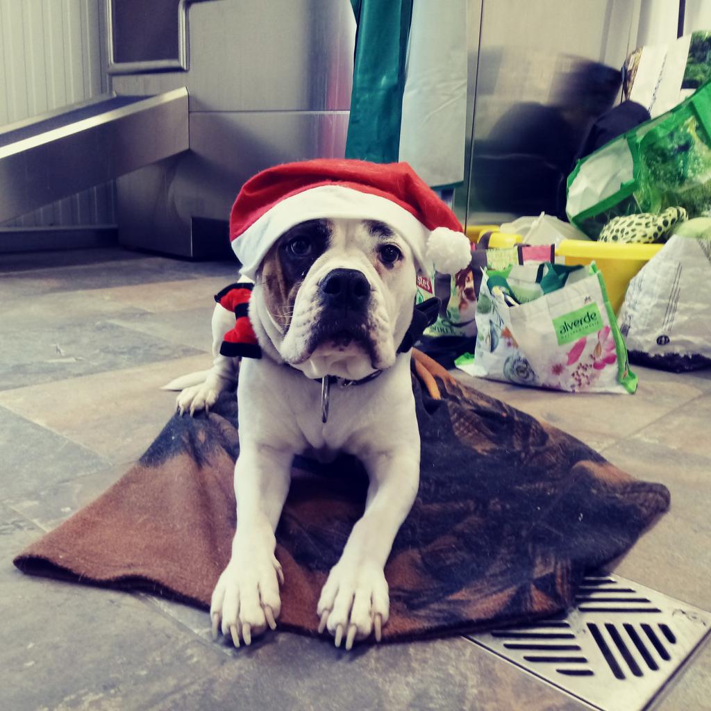 Ich warte auf dich beim 1. #hundeweihnachtsmarkt im #doginnbaden am #badenairpark in #badenwürttemberg noch bis 17 Uhr!!! #herzlich #willkommen