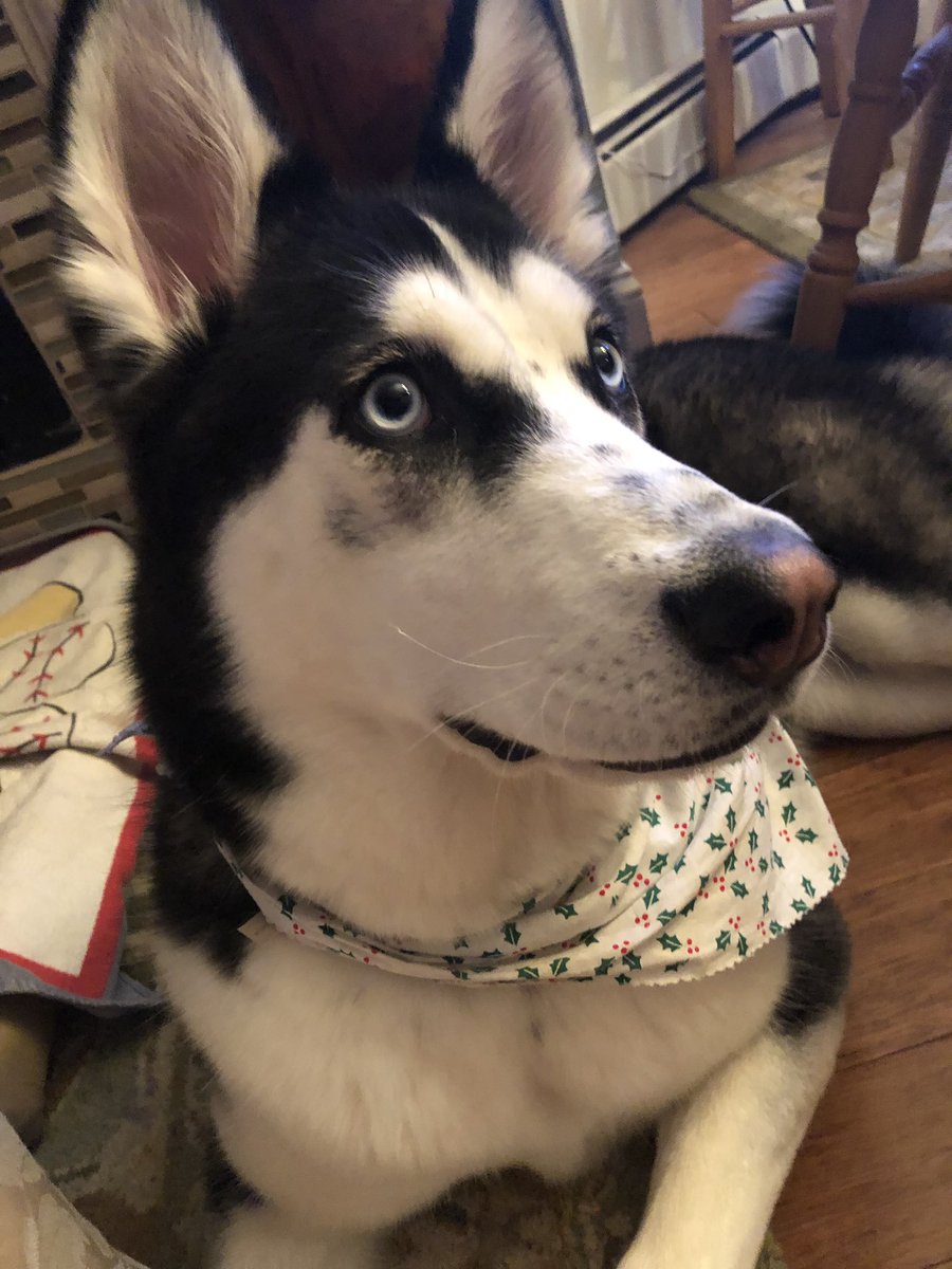 cloakzy's tweet photo. This is my doggo. Your timelines have been blessed. Have a good day. https://t.co/t62ArOhiSb