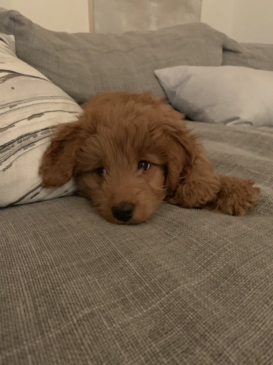 Zedd (@zedd) on Twitter photo 