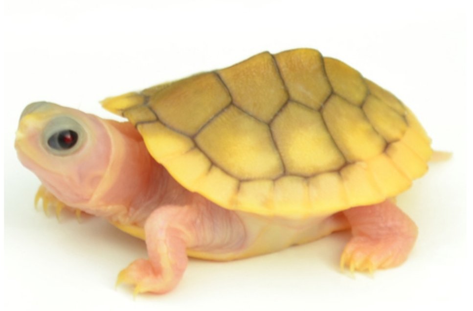 tortoise price petsmart