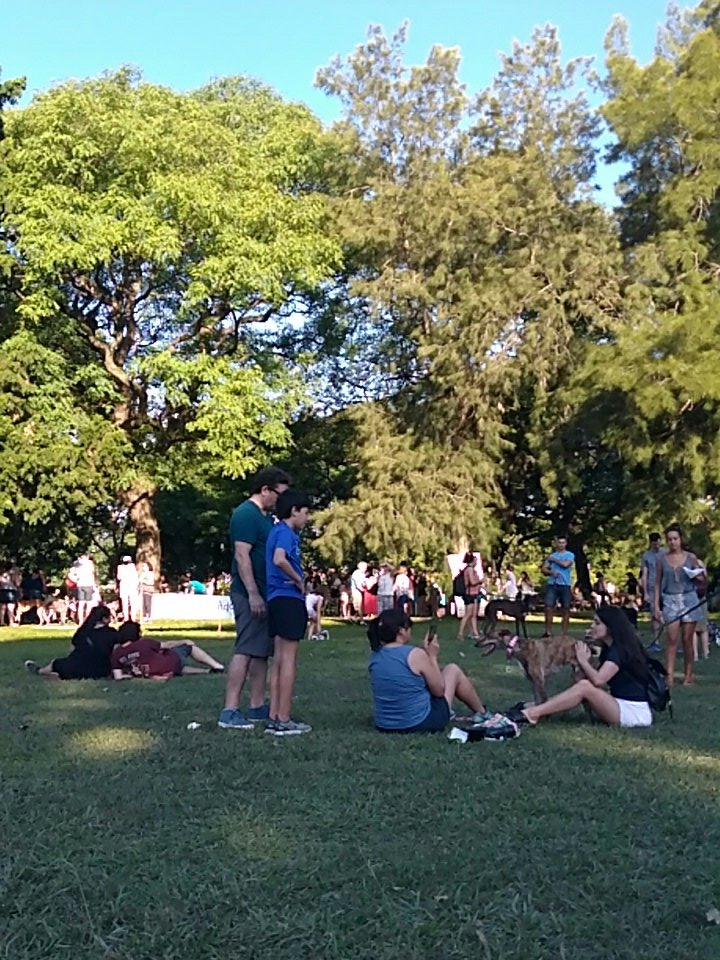 ilboti's tweet photo. #adoptaungalgo Palermo buenos aires https://t.co/88MvfZjkM7