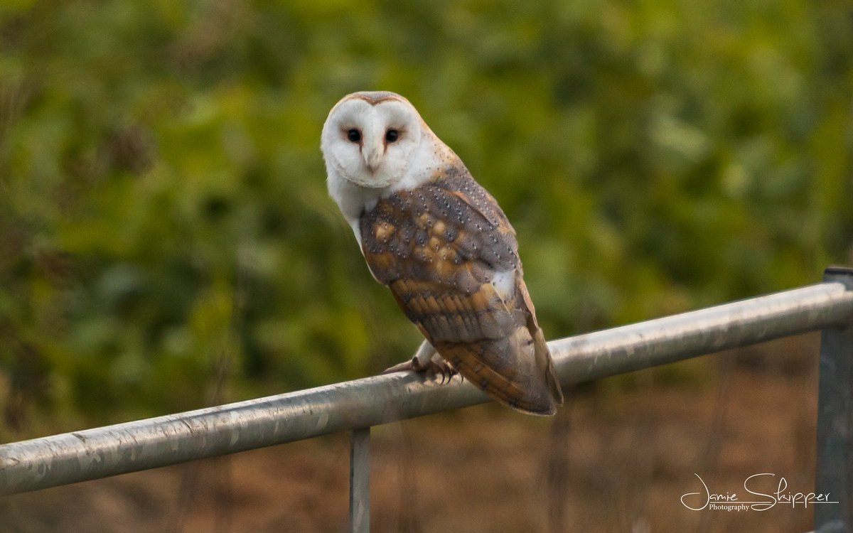 Great to see a #BarnOwl again, one of three west of #Norwich, typical though longest lens i had was a 200mm 😩😩 still not bad considering the weather as well, need to pack the 400 next time #JamieSkipperPhotography #NorfolkBarnOwl #JDSphoto <a href="/BarnOwlTrust/">Barn Owl Trust</a> <a href="/BarnOwlCentre/">Barn Owl Centre🦉</a>