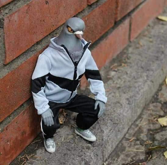 MineCartMayhem's tweet photo. Pigeons have started dealing near my school. #innit #chavcentral 😆 Wanna buy some shit bro? https://t.co/HNn8XBVKvw