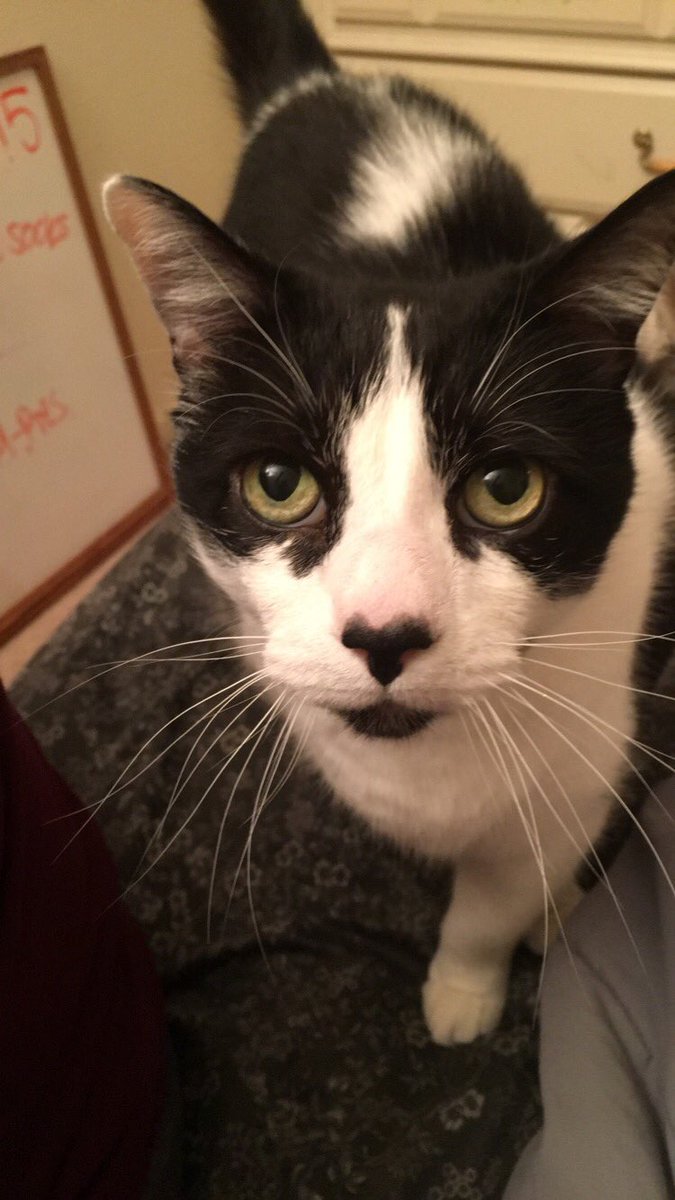 jess_rivera13's tweet photo. Rip to my sweet boy, Raider. Rest easy buddy. I miss you so much already. I’ll never forget your 🖤 nose. I love u. https://t.co/4MnDUVJqeo