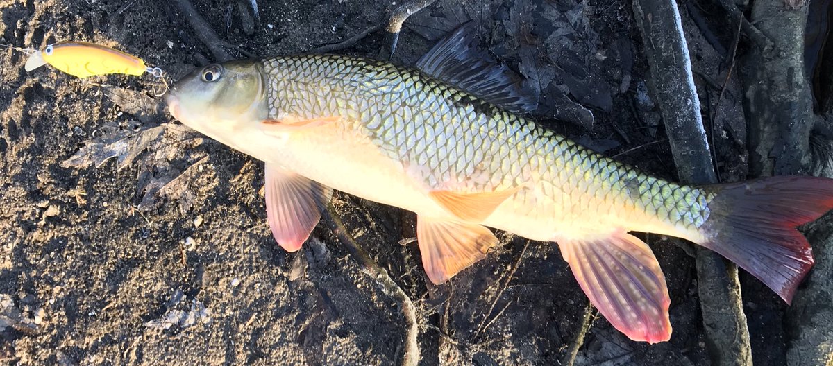 Tk_s_fish's tweet photo. ドラムにレッドホース。
鯉みたいな魚たちは釣れましたが、バスは釣れず。 https://t.co/CTG7DD0NcN