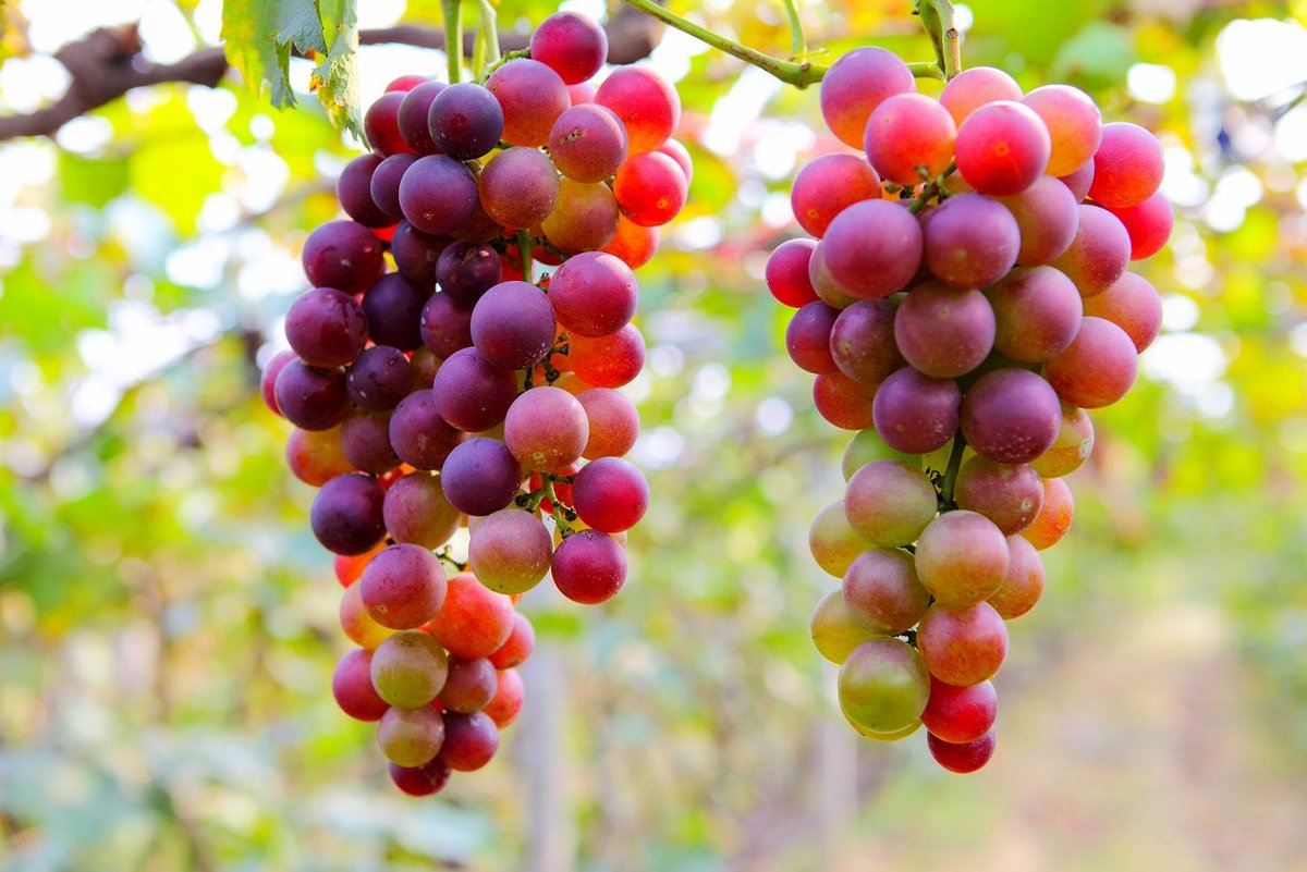 Why are #ChileanTableGrapes priced low in the U.S. market? The drop in #crop volume is to blame. For more detailed info, check out these visuals! buff.ly/2LbLPoI