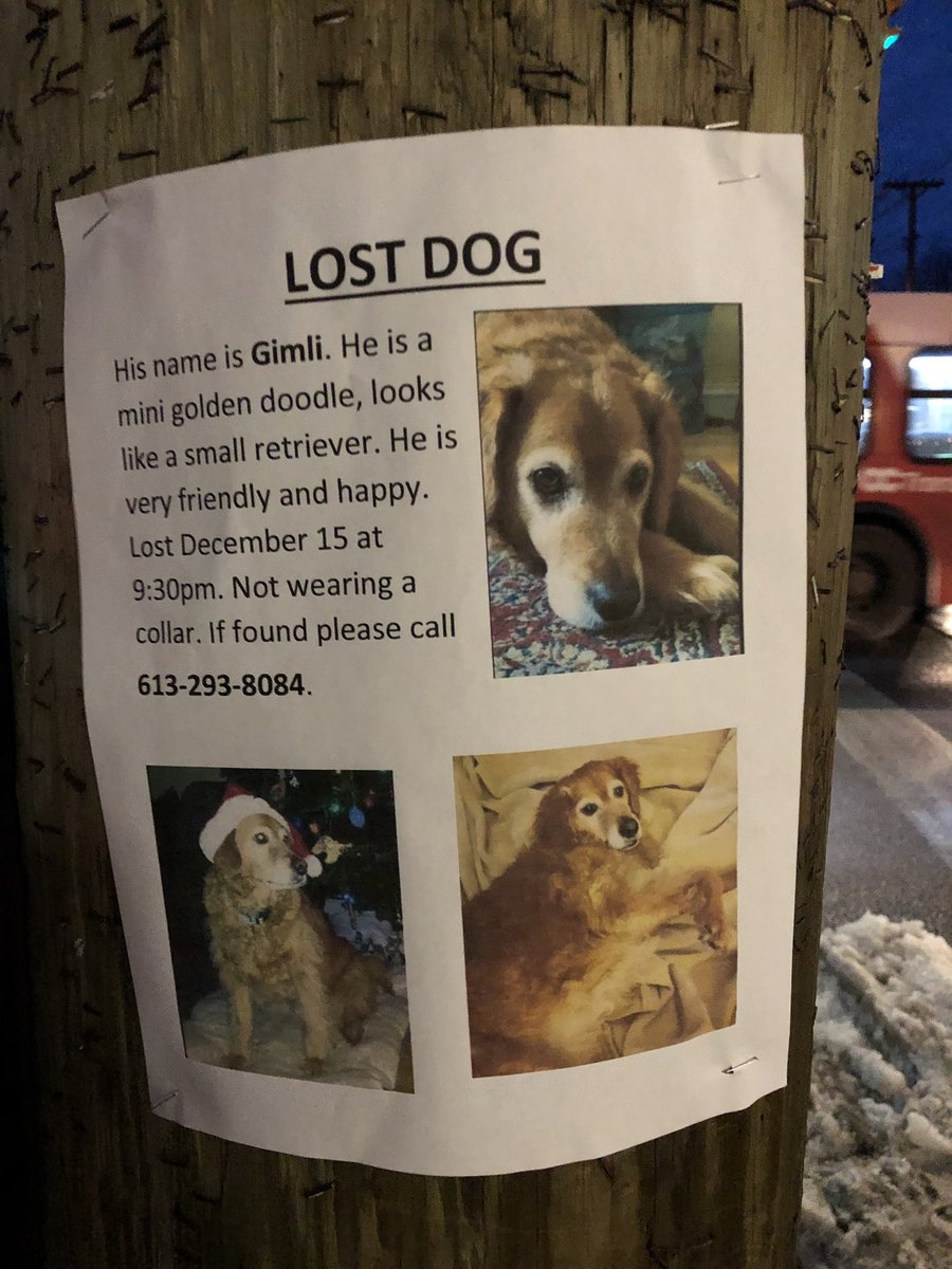 #WellingtonWest neighbours: Have you seen Gimli? Let’s get him home. #lostdog #goldendoodle <a href="/Wellington_West/">Wellington West Business Improvement Area</a> @JLeiper <a href="/goldiej7/">Jenn</a>