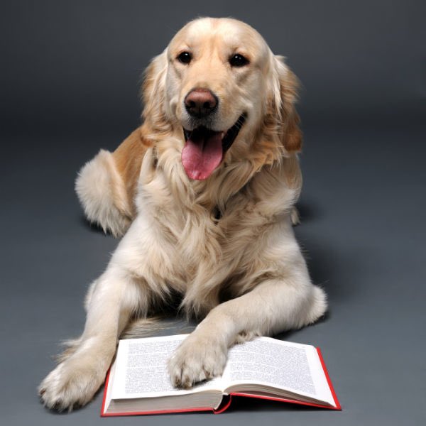 EveryWordDog's tweet photo. studious dog https://t.co/B8kyVPM5zd