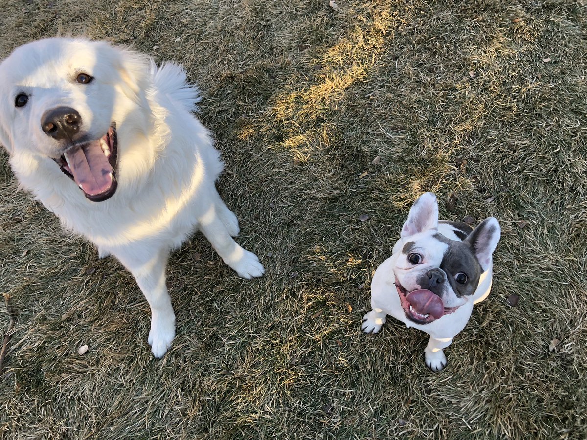 My bestie from my day training class at @NobleBeastDog, Winnie, came over to play with me today! We had so much fun. The hoomans had beers too 🍻 #besties #bestfriends #FrenchBulldog #noblebeastfurever