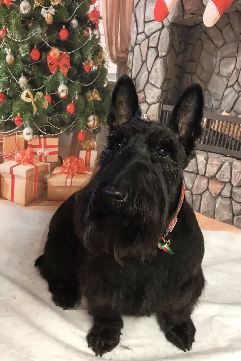ShortDognSides's tweet photo. Christmas Dog Pampers at
https://t.co/a1NfzUlXWn
#salonbased #groomingsalon #doggrooming #barnoldswick #lancashire https://t.co/WoKXpxyQUv