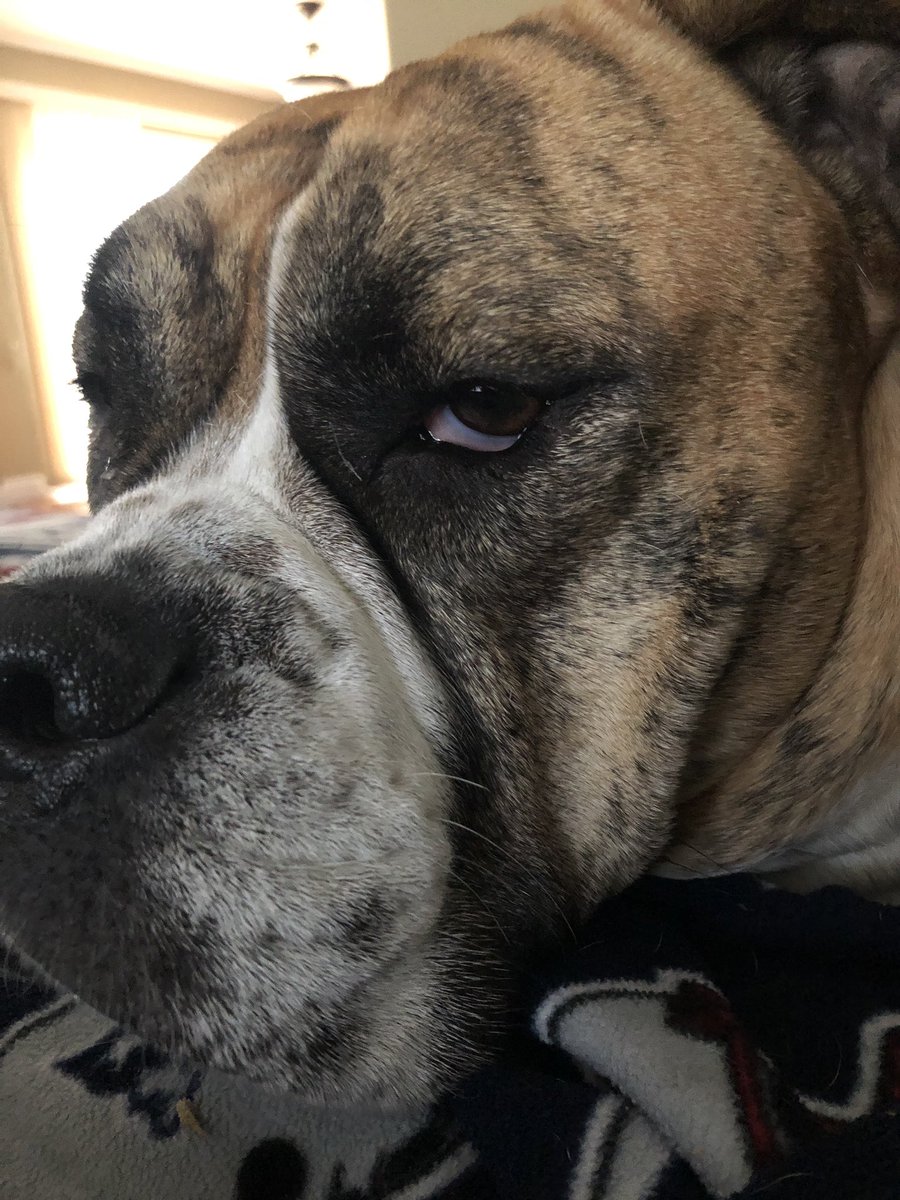 BulldogMiranda's tweet photo. Someone thinks Iβm going for a walk today. Someone is wrong #couchpup #bulldoglife #denied #nowalkforme #burritscold #gimmiemyblankie #wrappedlikeaburrito #watchingthepats #sundayfunday #noexerciseonsundaysmom #Patriots #PatsNation https://t.co/qybZ871Zzp