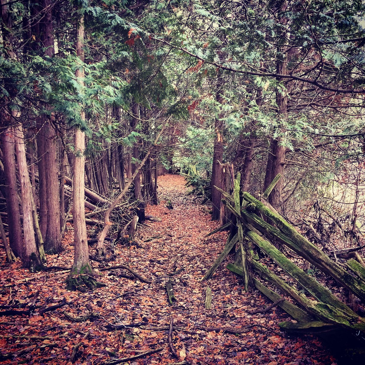 Starting to look a lot like....spring!? #decemberdays #walkinthewoods ⁦@kawarthaNOW⁩