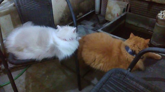 merylind's tweet photo. We’re on protest against #monday! Give our #caturday back! 😼😼 #catshatemondays
.
.
#catsofinstagram #catsofworld #cats_of_instagram #catoftheday #cutedaily #igmeow #instacats #persiancat #ragdoll #ragdollcat #calico #calicocat #gingercats #kucinglucu… https://t.co/Dd1AczjdE6 https://t.co/gF8TK6ZXlR