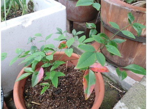 初雪と植木鉢の冬越しインパチェンス ハイビスカスほか みなみんのセミリタイア生活