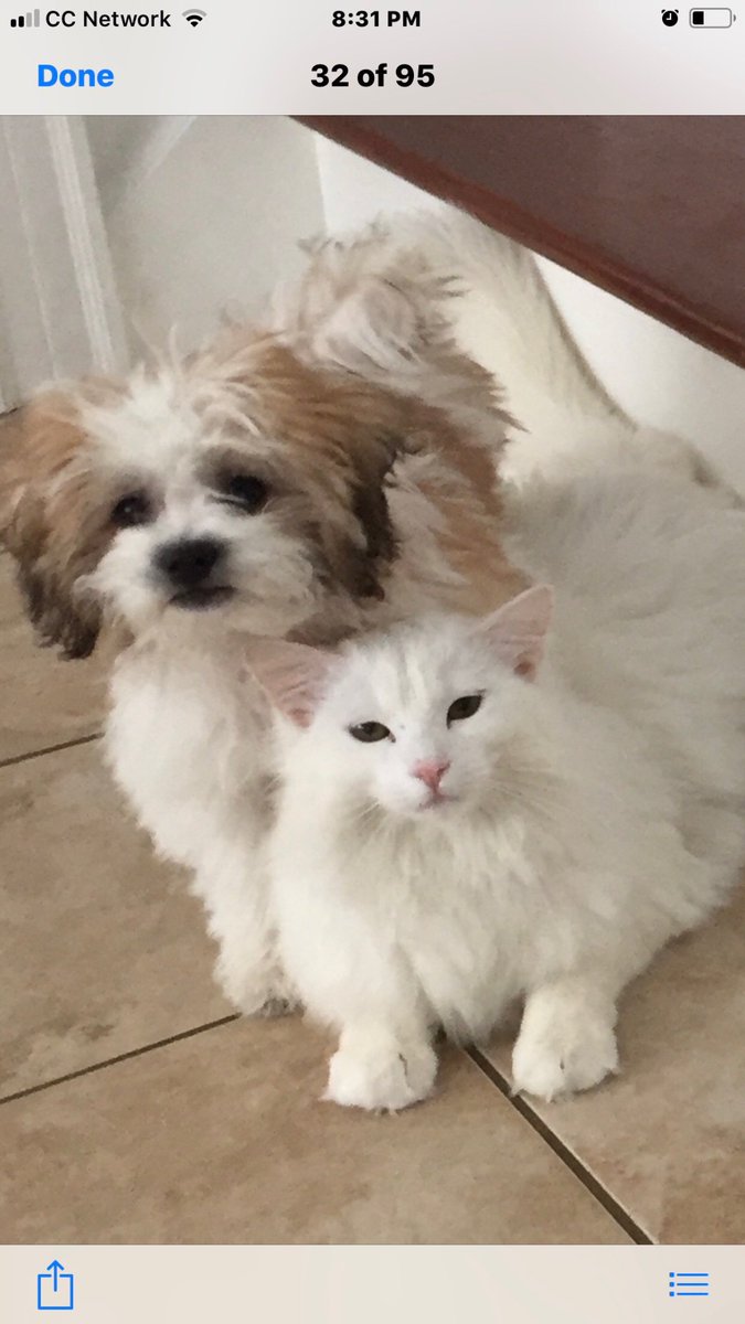 King_Spry_Law's tweet image. Lady, Mia and Teddy know how to turn on the charm for their mom, Family paralegal Barb O’Dowd. From the entire KingSpry family to yours, Happy Holidays! #dogsofdecember #lawsandpaws