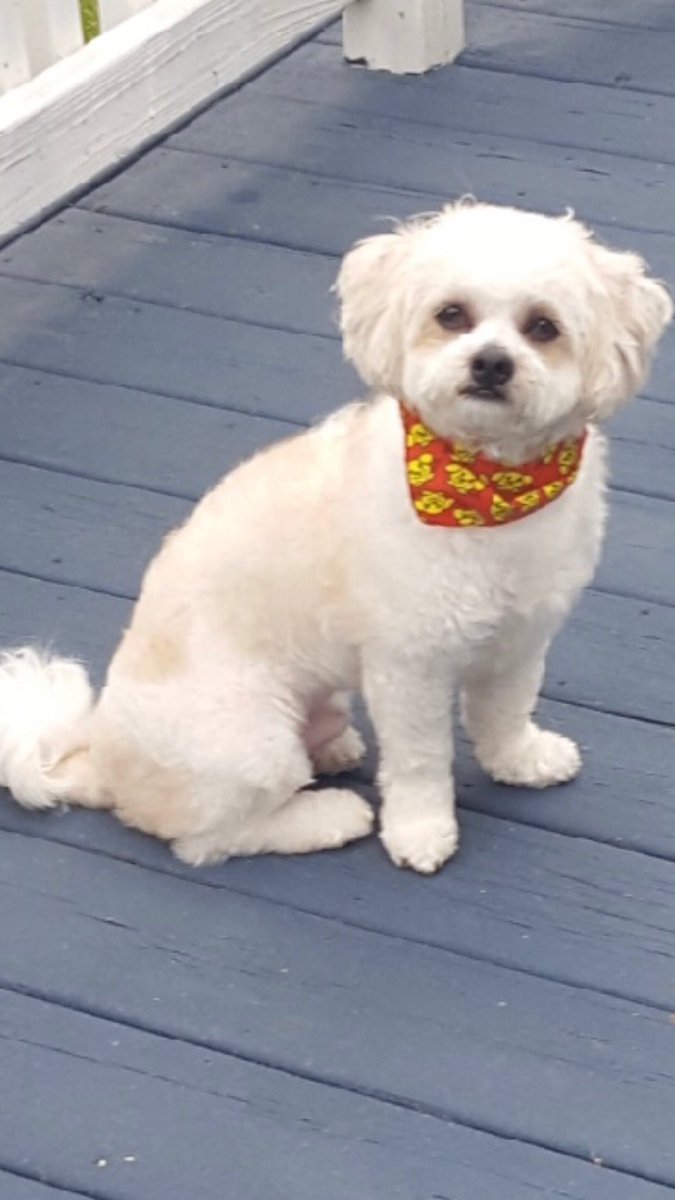 King_Spry_Law's tweet image. Lady, Mia and Teddy know how to turn on the charm for their mom, Family paralegal Barb O’Dowd. From the entire KingSpry family to yours, Happy Holidays! #dogsofdecember #lawsandpaws