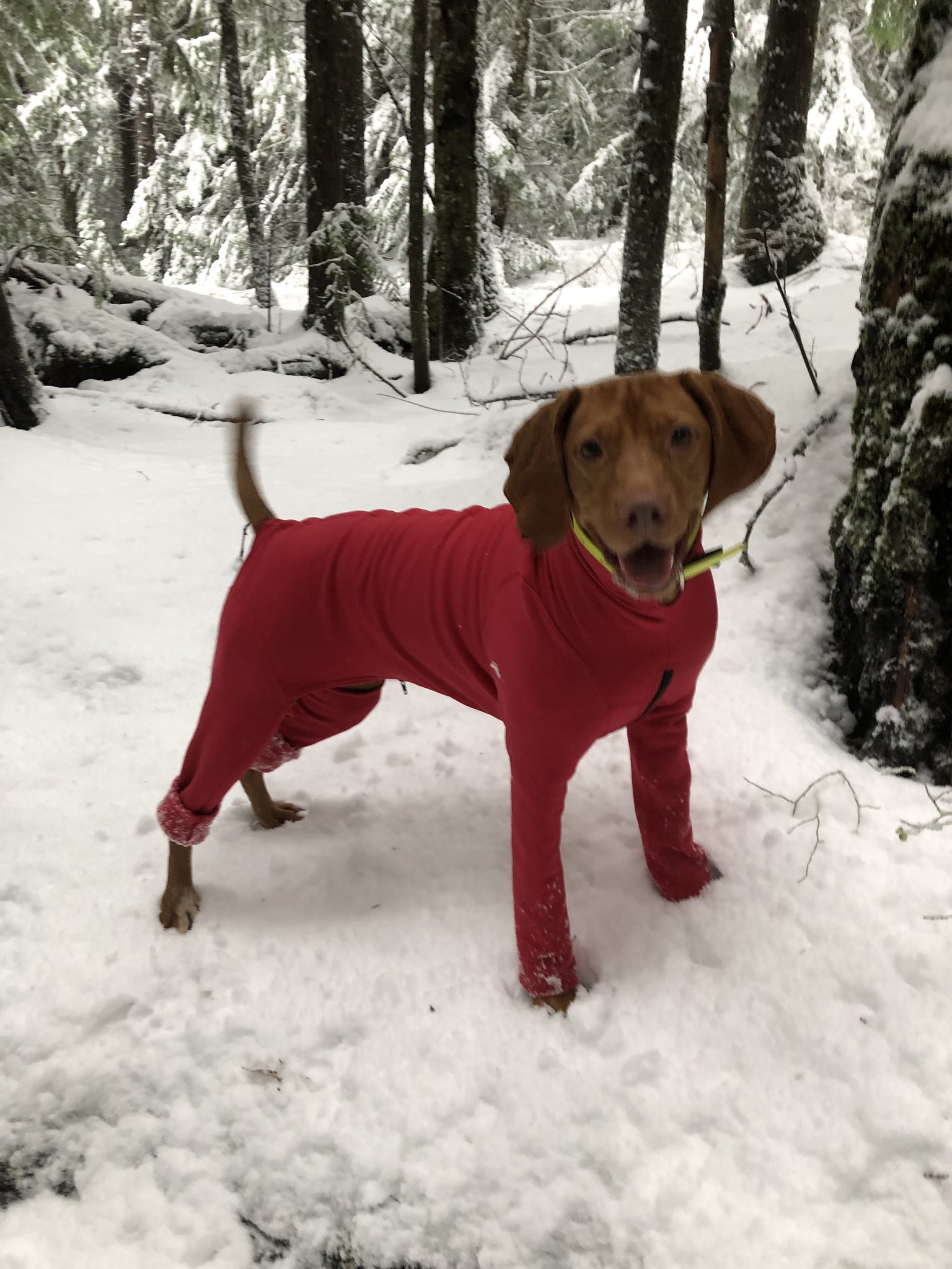 K9TopCoat k9topcoat X