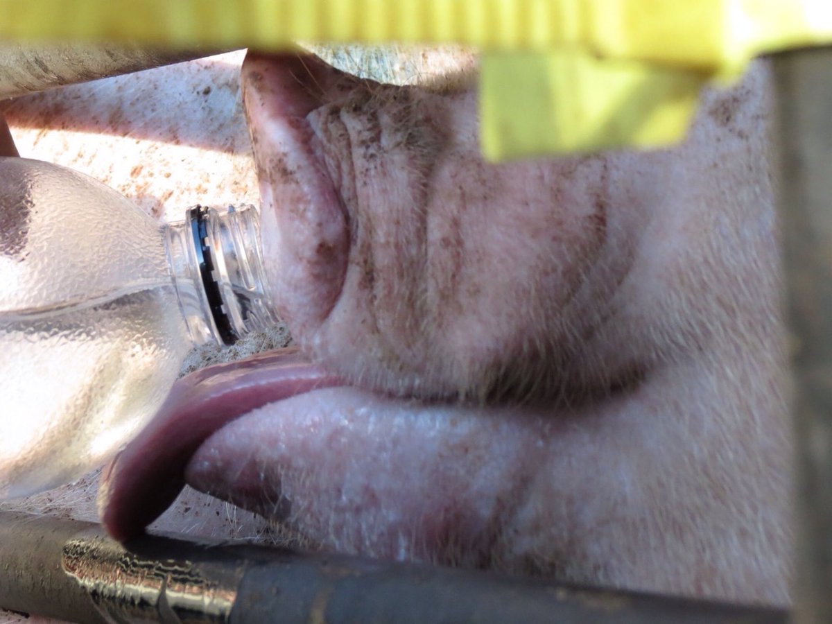 animalsavemvmt's tweet photo. They travel for hours under the sun and rain, and arrive thirsty and crowded. We are there to comfort you and quench your thirst. Do not look away.
#cdmxanimalsave
#vegan https://t.co/l1NtJ92AwB