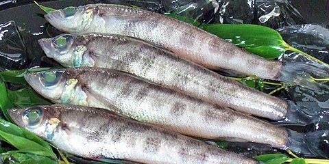 宮崎メヒカリ 宮崎メヒカリ