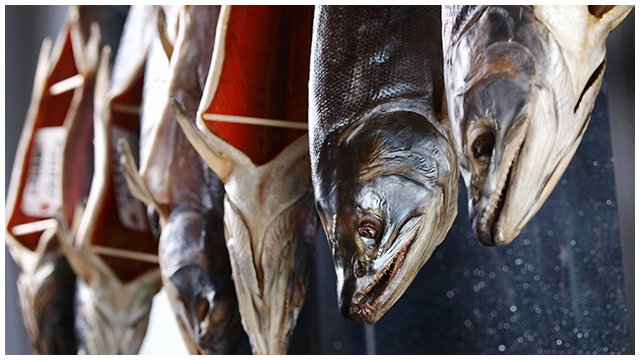 新潟加島屋 季節商品 新巻鮭寒風干し 12 17 月 より販売 秋鮭 を昔ながらの製法を大切に塩漬にした後 丹念に水洗いし寒風で干し上げました 手間と時間により 醸し出された旨味が凝縮された塩引き鮭です 詳しくは加島屋hp T Co Iexvwzu2n1