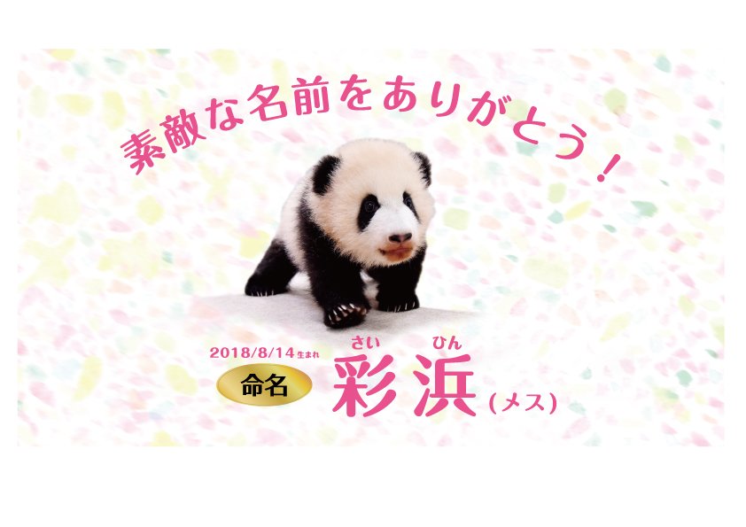 田中敦子 攻殻機動隊sac 45 Blu Ray発売中 彩浜 O ﾟ ﾟ O 和歌山アドベンチャーワールドの赤ちゃんパンダの名前が私の応募した彩浜 さいひん に決まりました 結浜 ゆいひん に続き二頭の名付け親になる事ができ感無量です これからもずっと