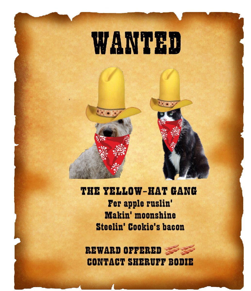 cathound7's tweet photo. 😻😻😻💛💛💛⭐⭐⭐⭐⭐⭐
#WLF
RT @Burrow43: We were not on the Mars Mission but remember Hugo during #WesternWeek He was part of the Yellow Hat gang with @Sprocket_Cool #ZSHQ #HugoXmas https://t.co/OqM2dtgQov
