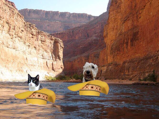 cathound7's tweet photo. 😻😻😻💛💛💛⭐⭐⭐⭐⭐⭐
#WLF
RT @Burrow43: We were not on the Mars Mission but remember Hugo during #WesternWeek He was part of the Yellow Hat gang with @Sprocket_Cool #ZSHQ #HugoXmas https://t.co/OqM2dtgQov