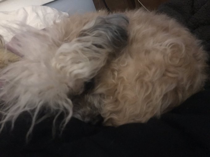 Sunday&rsquo;s are for snuggles https://t.co/dp8uozht1i<a href="/tag/mytwitteranniversary"class="tags"><span>#mytwitteranniversary</span></a>