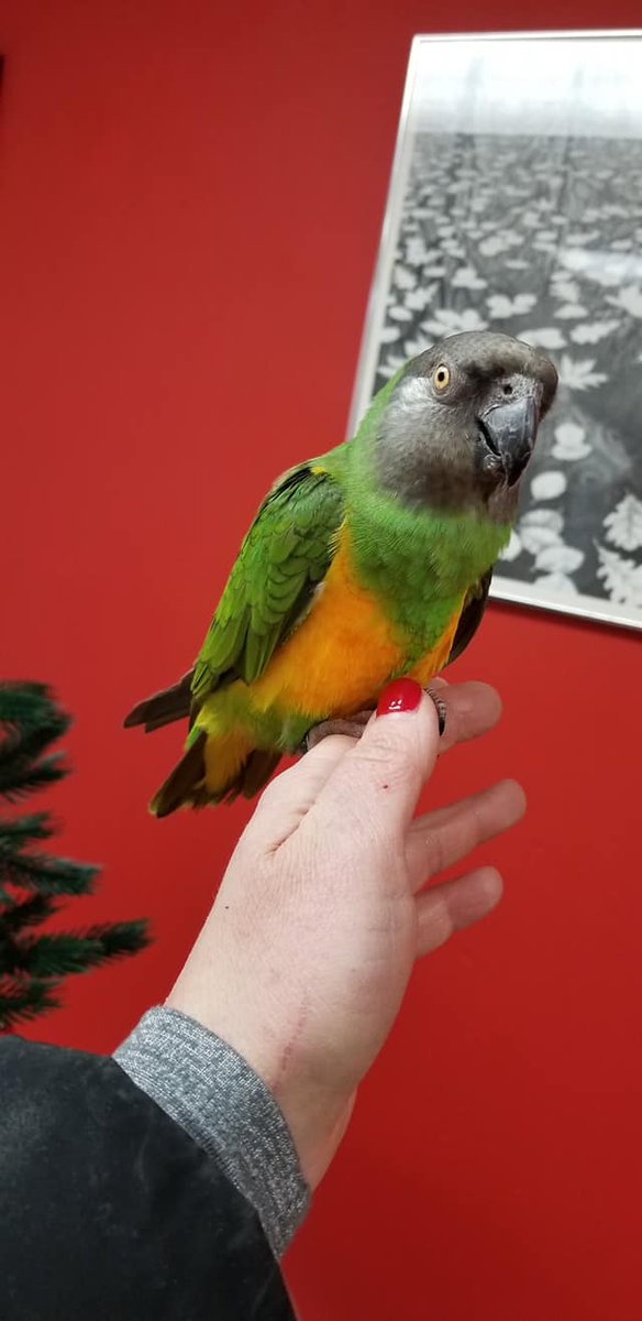 ana's parrots and supplies