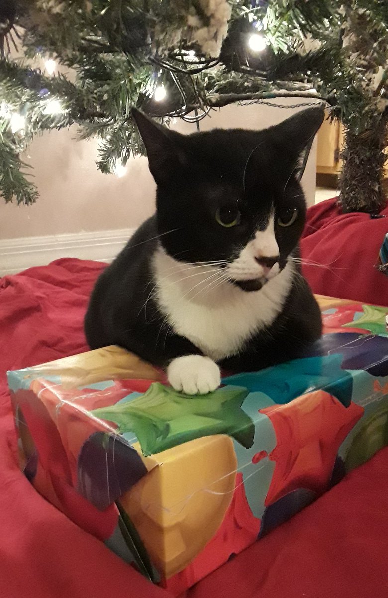 MezzoPips's tweet photo. It's not the holidays til #IzzyBoo claims the presents.
#catsoftwitter #regalaf #jellicle https://t.co/KPbglQJYvH