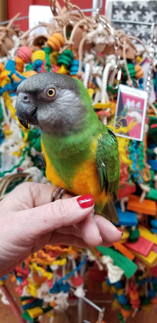Anas parrots and supplies cheap
