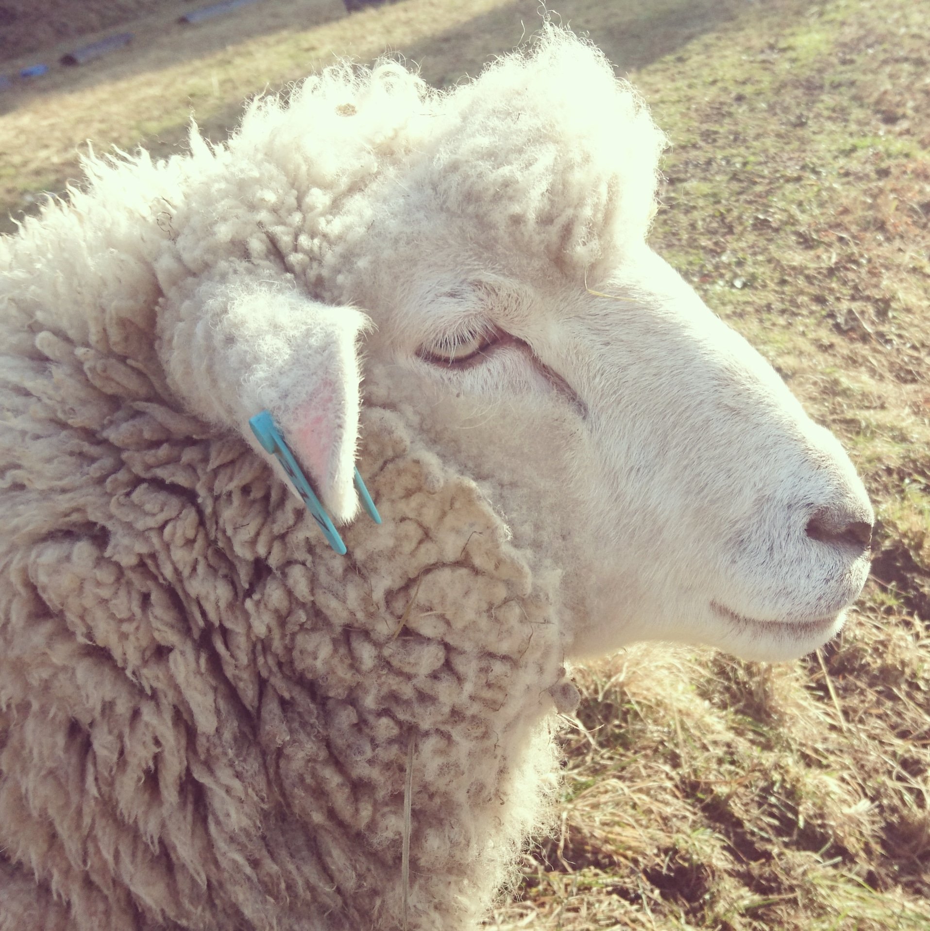 ひつじがりや ひつじの横顔は美しい T Co Xoklrg4gex Twitter