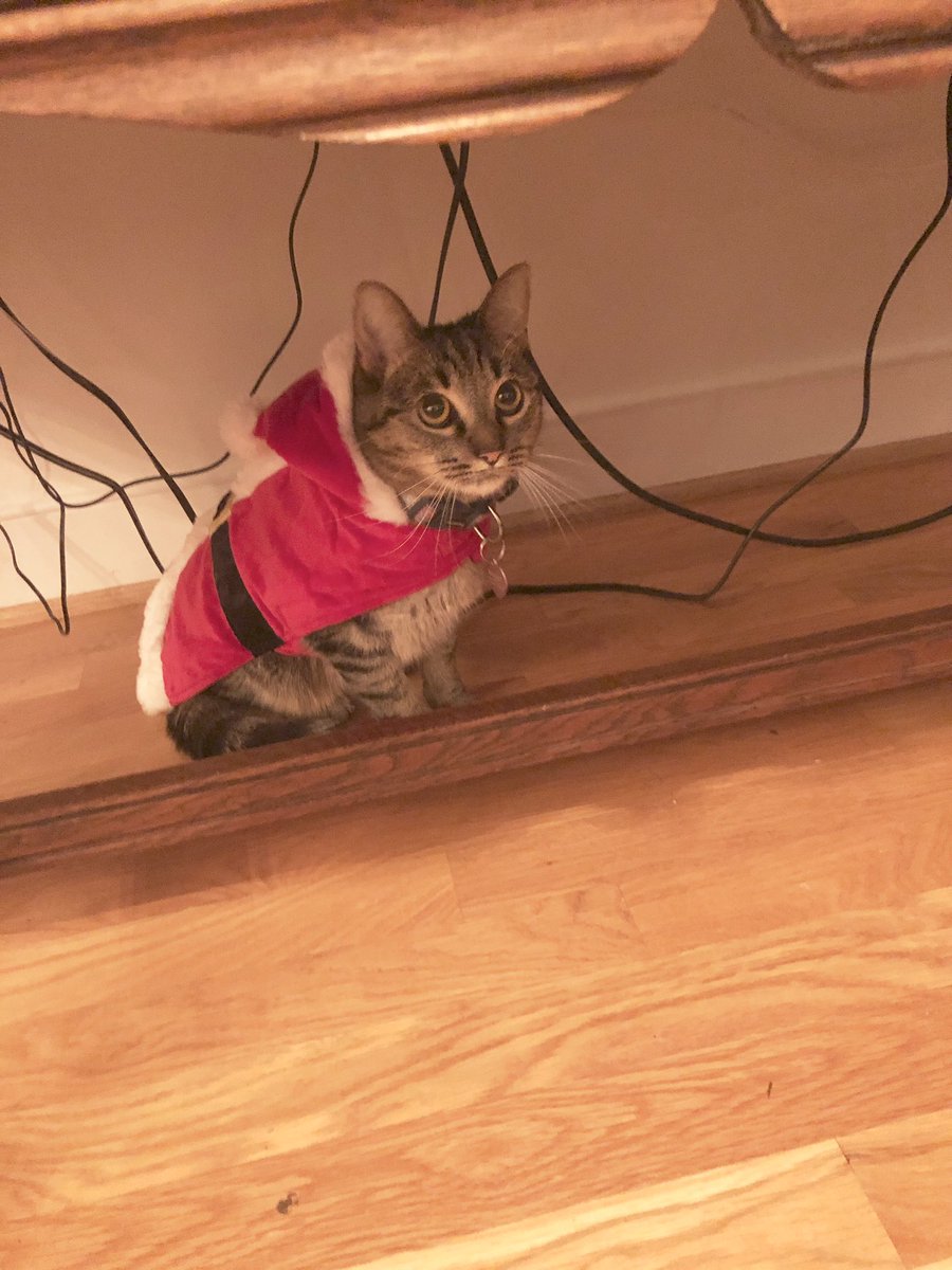 kayliepooch's tweet photo. rt for gender neutral Santa, like for kitty Santa https://t.co/s7YhwRTDbj
