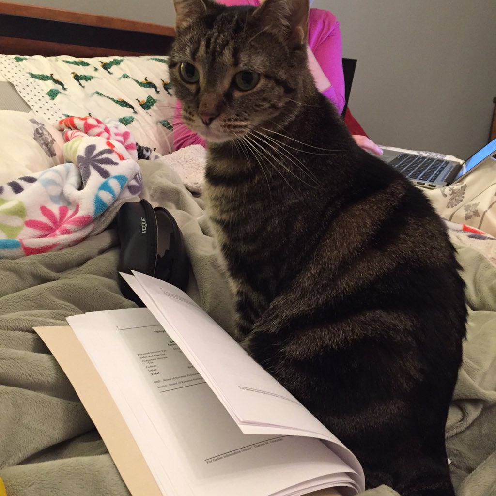 SAHogan's tweet photo. Nope ...you're right, it was boring #IfIFitISit #CatProblems #CannotRead https://t.co/te9LPIF7r8