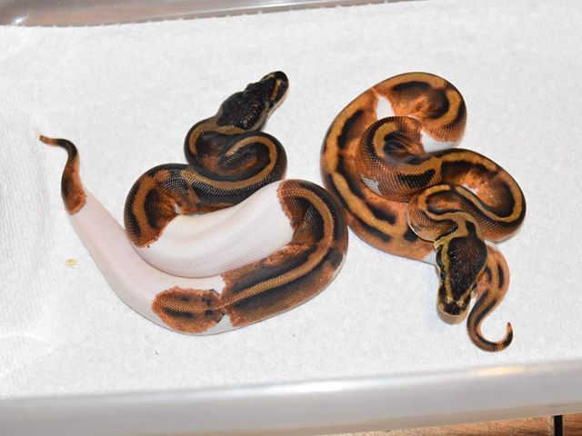 william_filipek's tweet image. This is pretty interesting, two pied out of the same clutch. No other genes at play. The pairing was banana het pied to het pied. I doubt that it’s Inheritable trait, maybe polygenic, but none the less still some pretty cool variation. #pythonofinstagram… ift.tt/2SREuNA