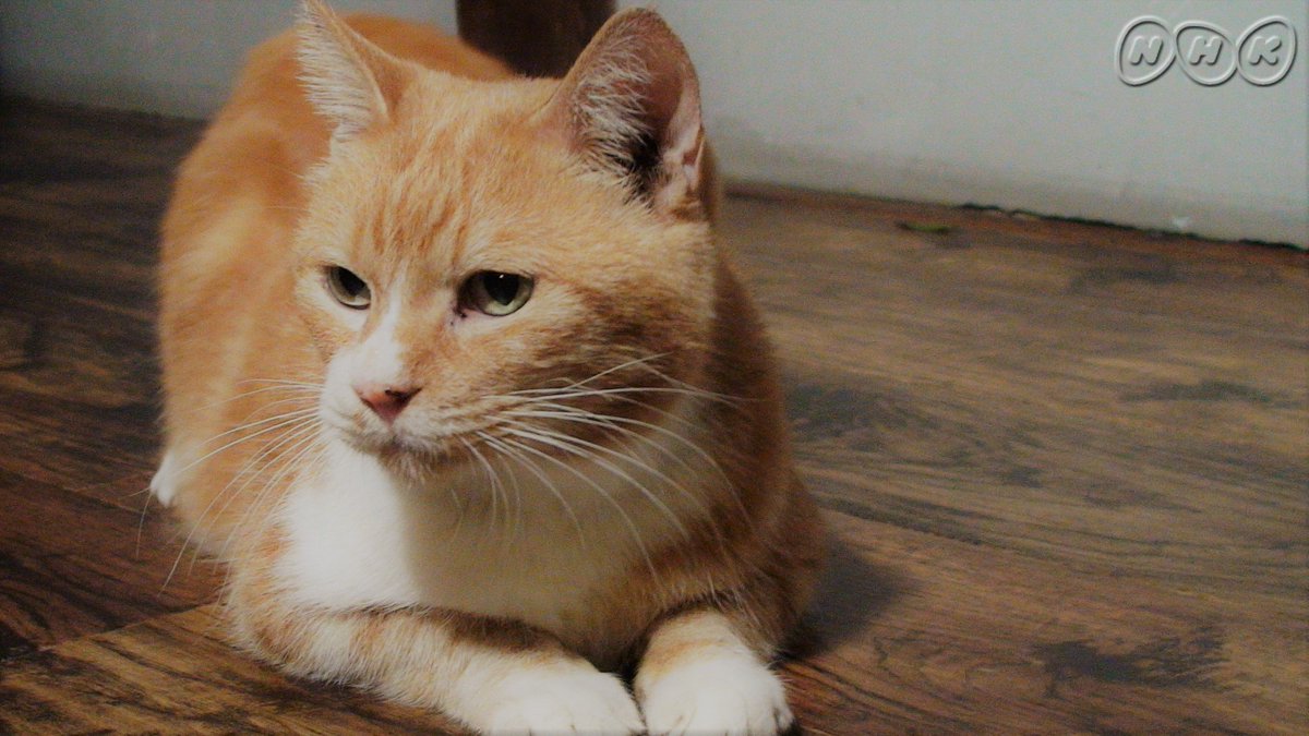 NHK Eテレ編集部 on Twitter "【今夜930 不思議な猫世界】 猫 はなぜ化け猫になったのか