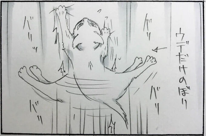 『カーテンではしゃぐ』 