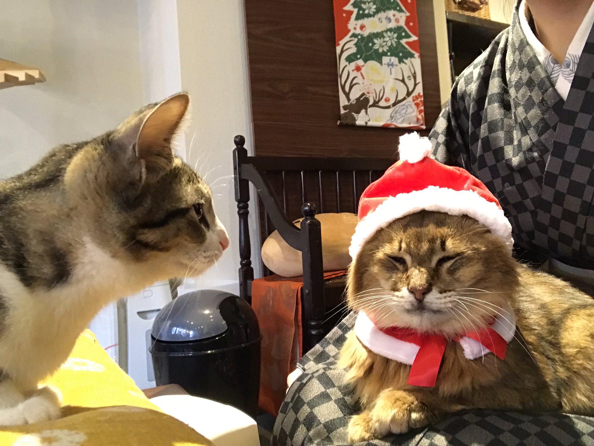 猫帽子 Twitter Search Twitter