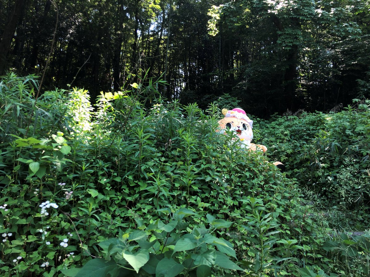 かくれんぼですっ☆ちぃたん☆はどこにいるでしょうかっ？ 転載元　<a href="/love2chiitan/">ちぃたん☆</a>