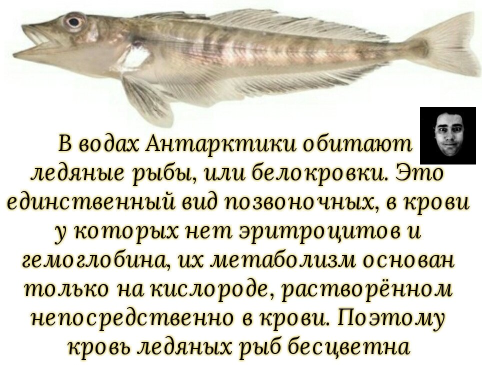 Ледяная рыба фото где обитает как выглядит