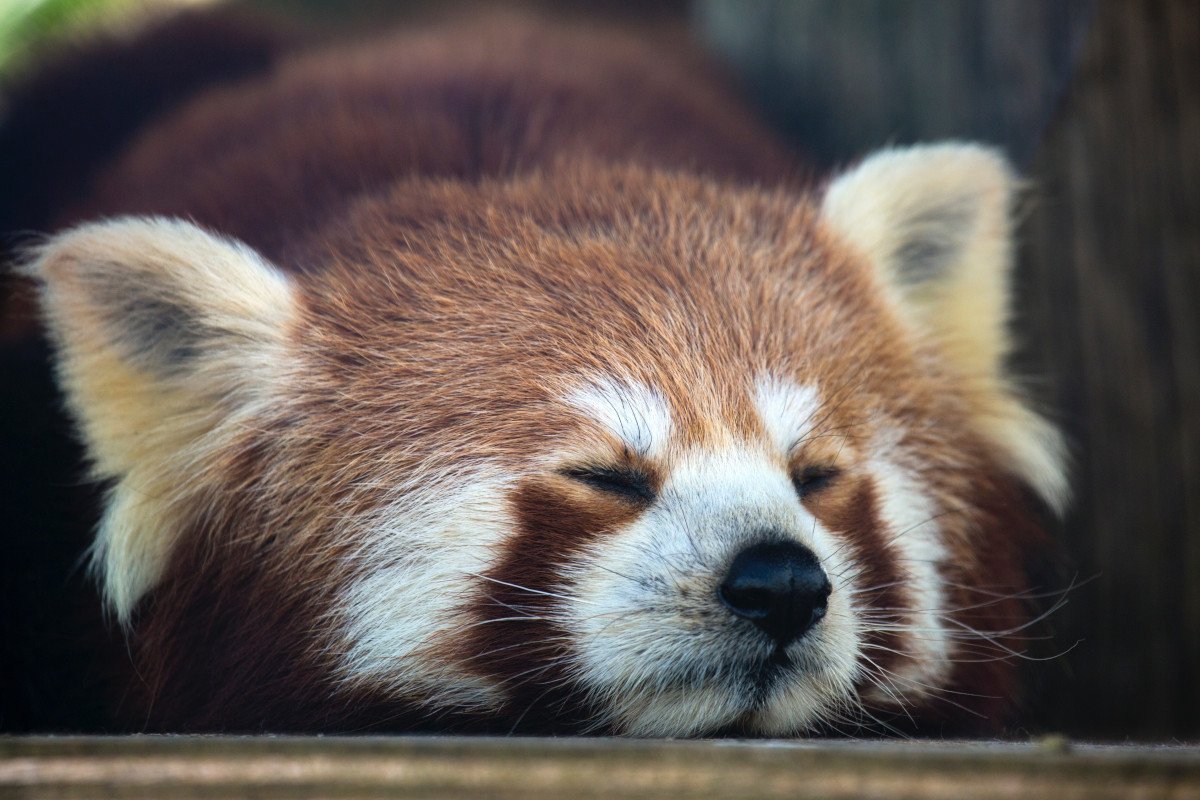 Pandaware_'s tweet photo. Check out these 5 #facts about red pandas!
https://t.co/7K5iwTejQ0

#redpanda #lesserpanda #AnimalRights #clothingbrand https://t.co/t7u4GIFV6Y