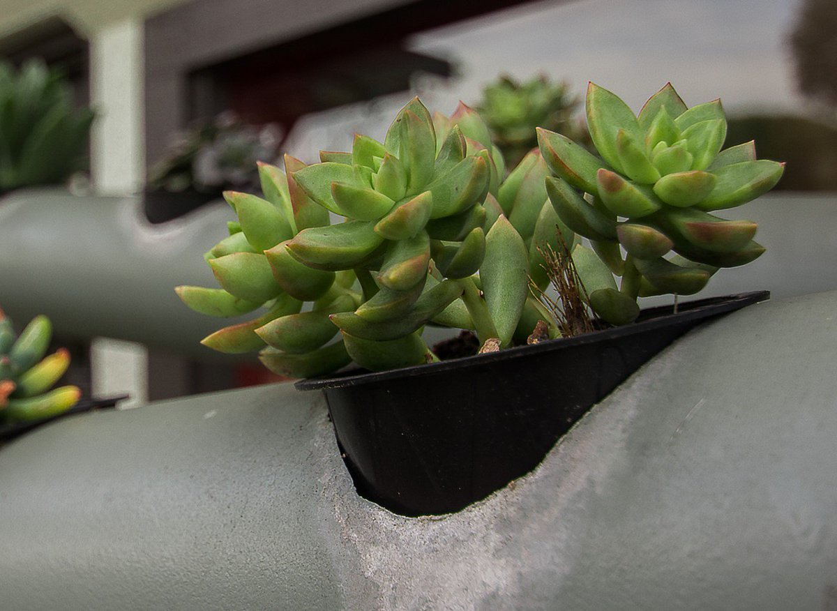 hydrovegie's tweet photo. Jade plant grown with hydroponic farming looks cute and healthy @hydrovegie 
#hydroponics #hydrovegie #farming #agriculture #agriculteurs #agricultura https://t.co/zsf5qmFwkA