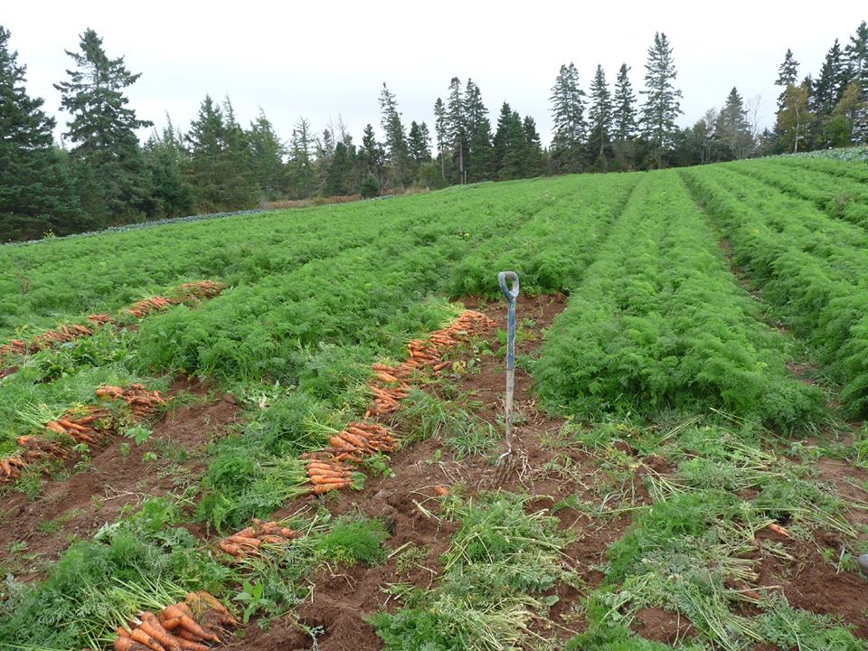 промышленное выращивание моркови в открытом грунте