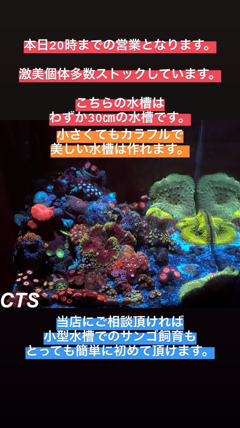 公式 Create The Sea クリエイトザシー 本日時までの営業となります 定休日は火曜 木曜となっております 小型水槽で海水水槽立ち上げをお考えのお客様は是非当店にご相談下さいませ 30センチ水槽 小型水槽海水魚 サンゴ小型水槽 サンゴ飼育
