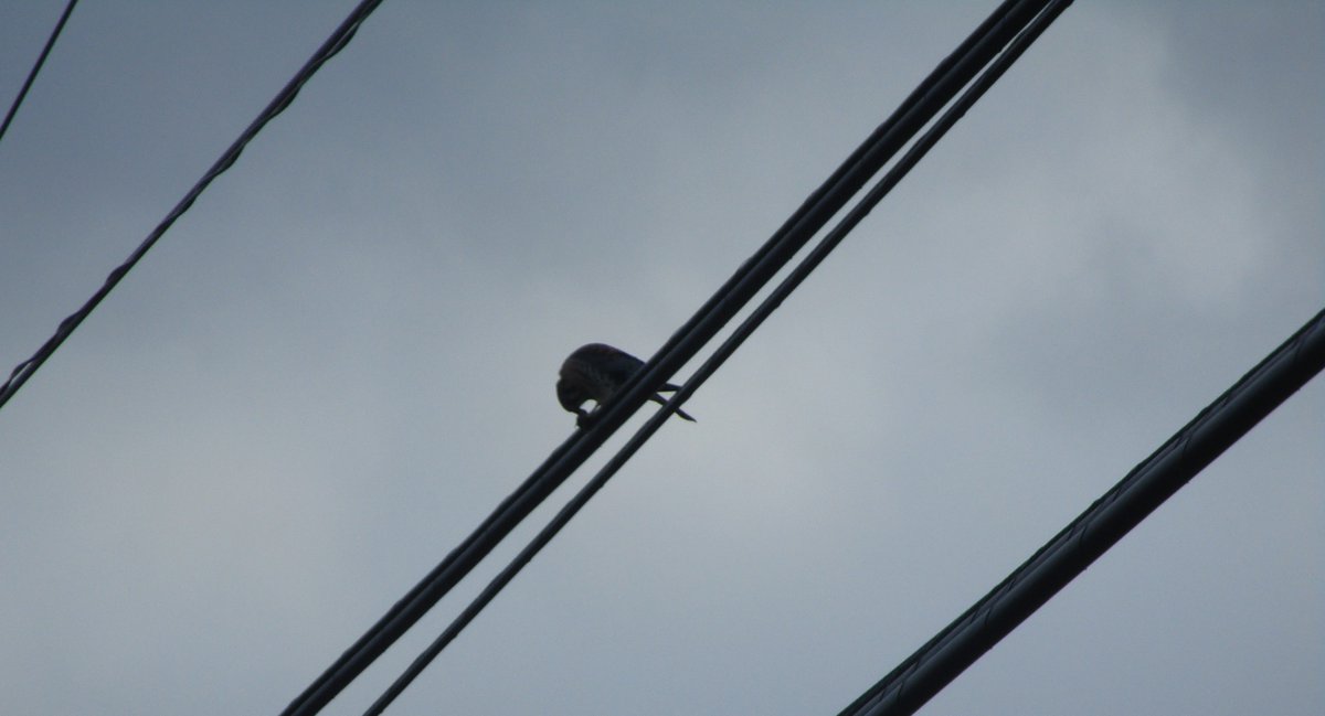 JosephSapia's tweet photo. A male American kestrel, "Falco sparverius," North America's smallest falcon, in #MonroeTwp, #MiddlesexCounty, #NJ. He is eating his prey, perhaps a mouse, in some of the photographs. https://t.co/yd7waWtgXN