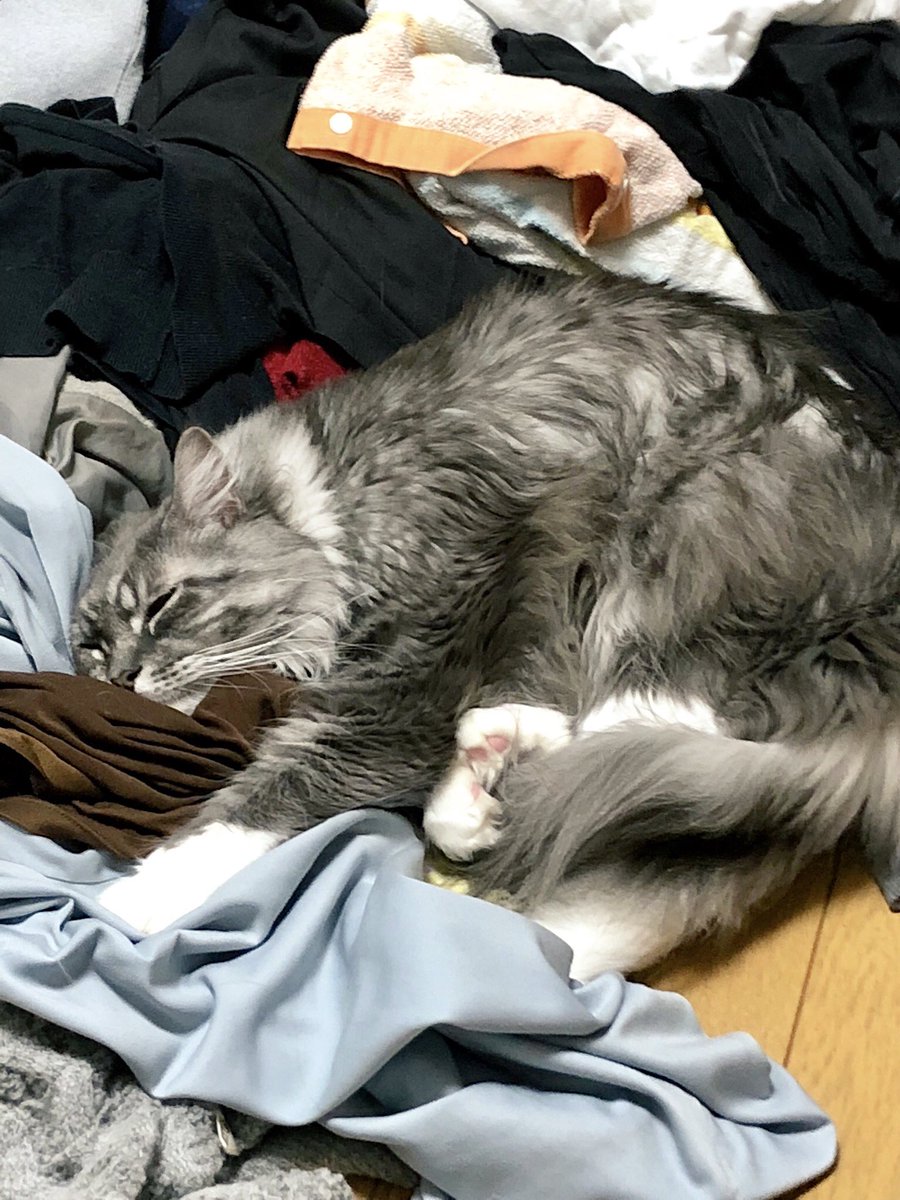 洗濯機から服をだして一旦置き、少し別のこと済ましてさあ畳むぞと戻ったら寝床になっていました。放置してたら気にいったのかいろんな角度で寝ていました。 