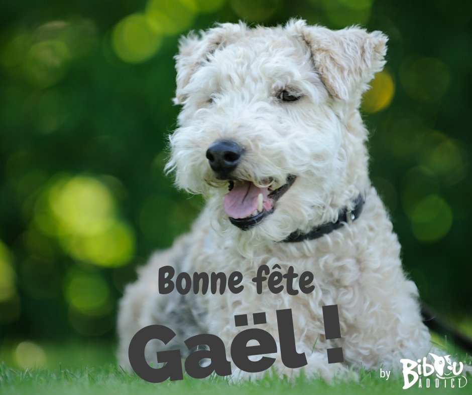 BibouAddict's tweet photo. [Meilleures Pensées] Aujourd'hui c'est la Saint Gaël(le) 🎉🎈💫 Partage vite pour souhaiter une bonne fête à toutes celles et ceux que tu connais 😜💙🤗
#jelaimejelemmene #bibouaddict #vacancesavecmonchien #avecmonchien #chien #doglover #vacances #stopabandon #bonnefete https://t.co/q2KoYU4KvM