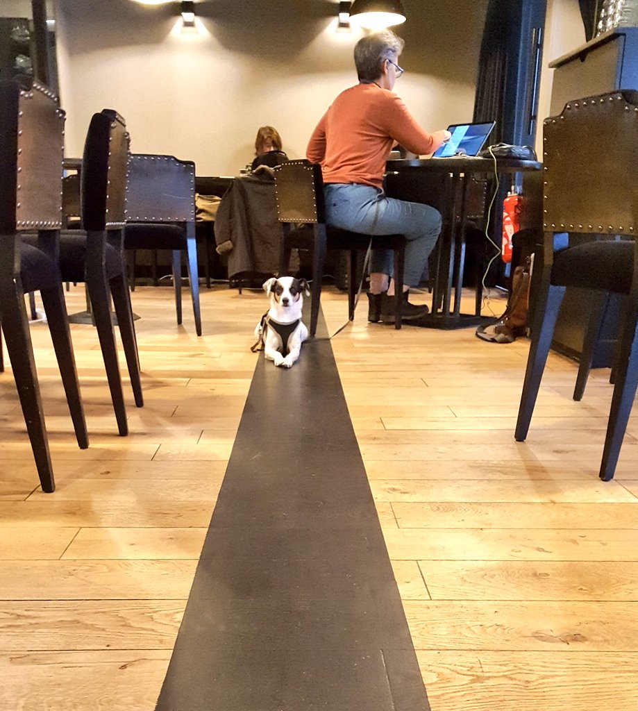 #MondayMotivation
Dites bonjour à Gaya ! Notre nouveau membre chez #StationW 🐶
#WorkWhereYouWant